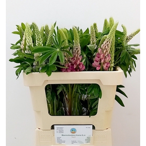 LUPINUS