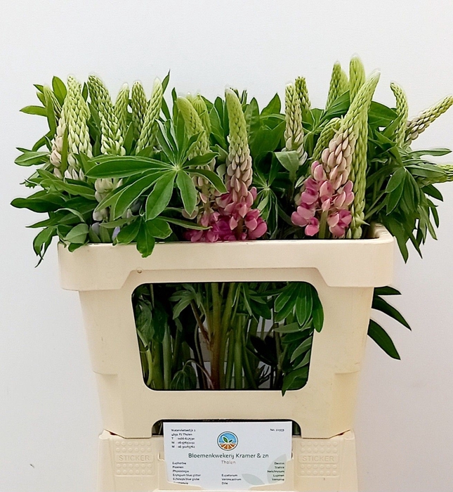 <h4>LUPINUS</h4>