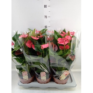 Anthurium andr. 'Melito'