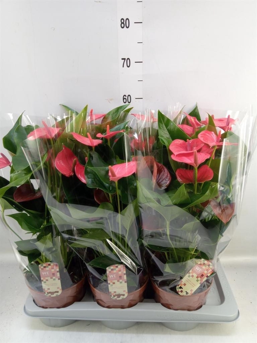 <h4>Anthurium andr. 'Melito'</h4>