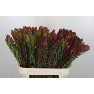 Leucadendron Safari Sunset