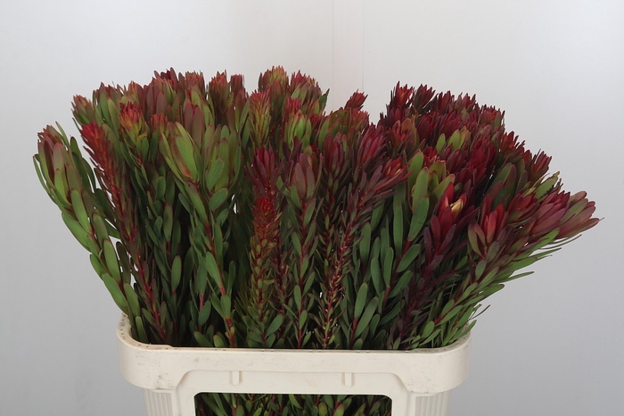 <h4>Leucadendron Safari Sunset</h4>