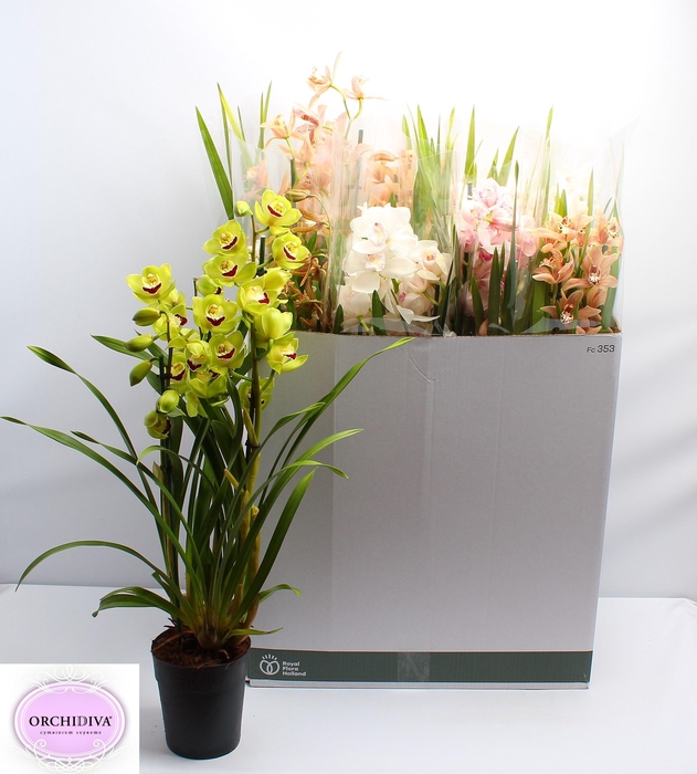 <h4>CYMB GEMENGD</h4>