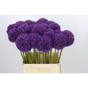 ALLIUM  'AMBASSADOR'