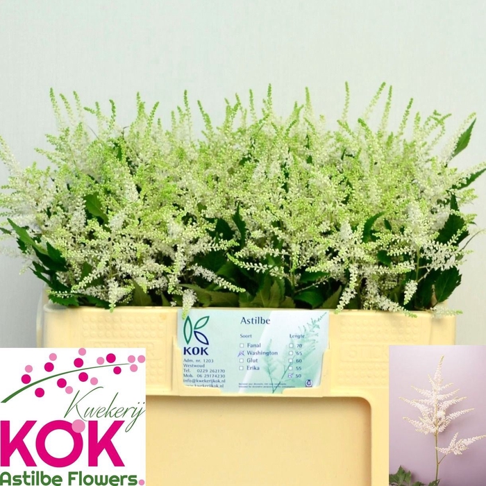 <h4>ASTILBE JAPONICA 'WHASINGTHON'</h4>