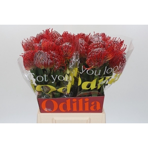 Nutans Rigoletto Red