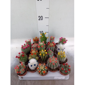 Cactus ...decorated