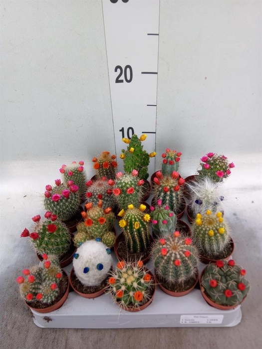 <h4>Cactus   ...decorated</h4>