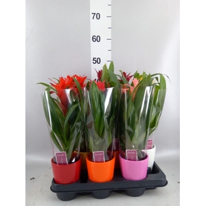 Guzmania   ...mix