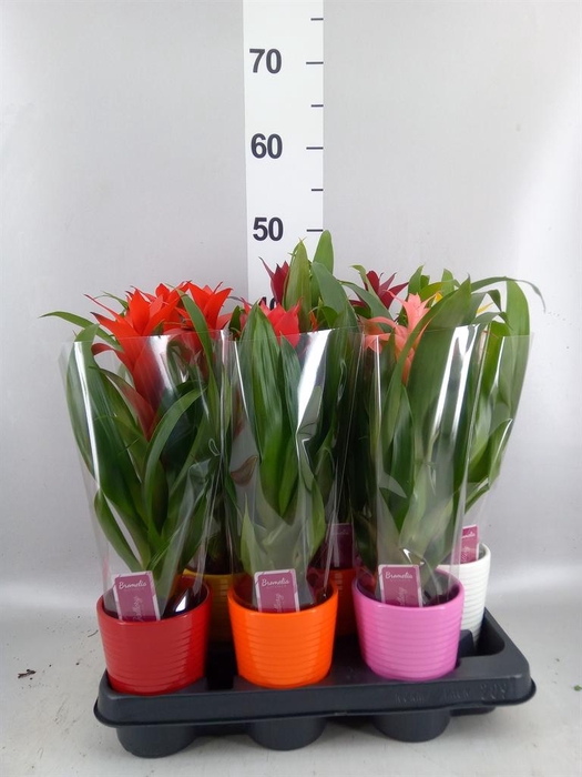<h4>Guzmania   ...mix</h4>