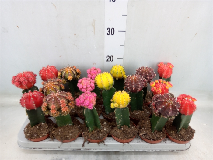 <h4>Gymnocalycium mihanov. 'Brasil'</h4>