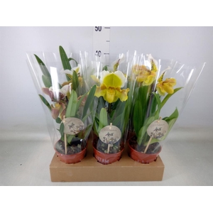 Paphiopedilum  'Amerikaanse hybrid'