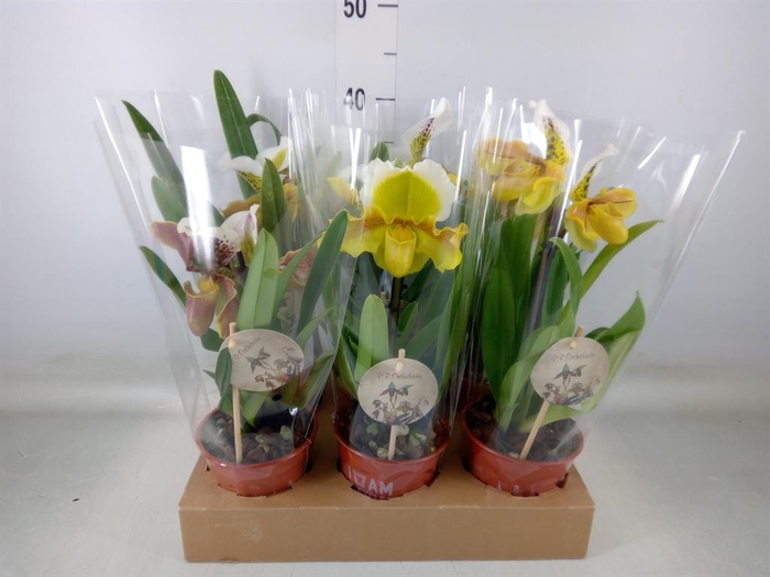 <h4>Paphiopedilum  'Amerikaanse hybrid'</h4>