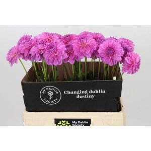 Dahlia Pink Pop