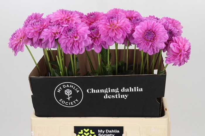 <h4>Dahlia Pink Pop</h4>