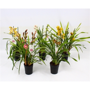 Cymbidium piccobello mix 3-4 tak