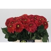 Dahlia Orange Fox