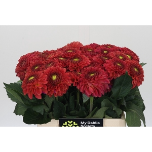 Dahlia Orange Fox