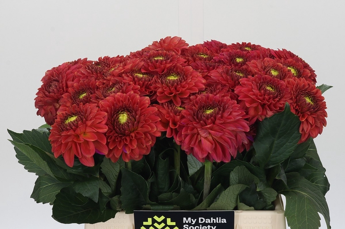 <h4>Dahlia Orange Fox</h4>