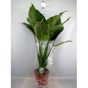 Alocasia cucullata