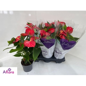 ANTHU AN BAMBINO RED