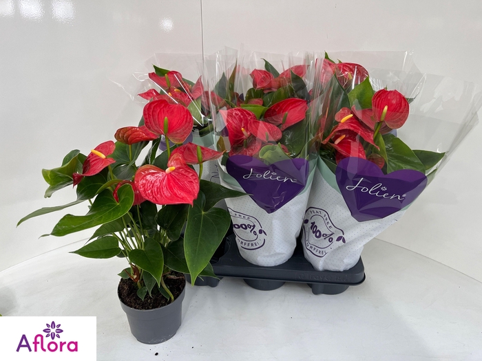 <h4>ANTHU AN BAMBINO RED</h4>