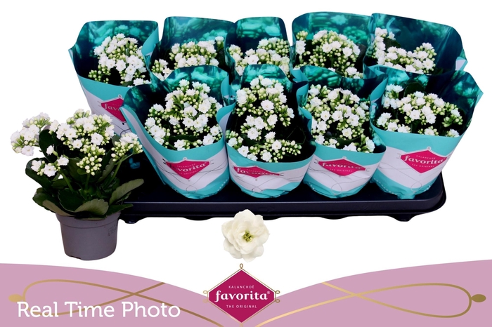 <h4>KAL B GE C MENZEL</h4>