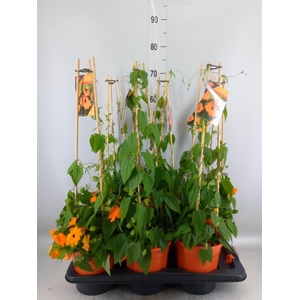 Thunbergia alata 'Orange BlackEye'