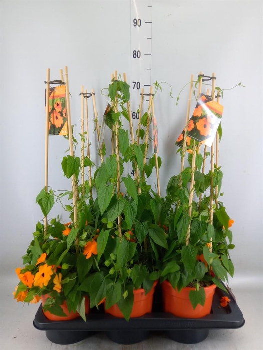 <h4>Thunbergia alata 'Orange BlackEye'</h4>