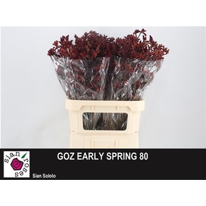 ANIGOZ EARLY SPRING