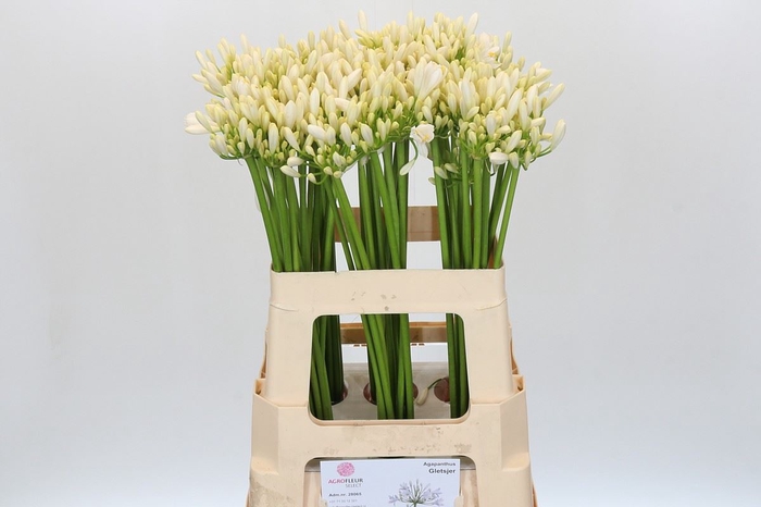 Agapanthus  'Gletsjer'