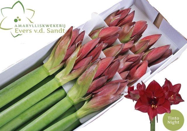 <h4>HIPP GA TINTO NIGHT#</h4>