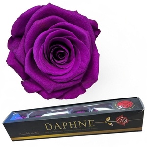 R Preserved Rosa Grape Xl