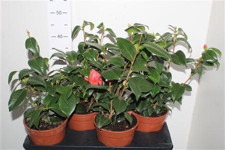 <h4>Came Japonica</h4>