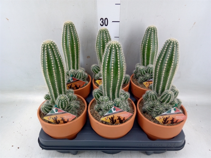 <h4>Cactus   ...</h4>