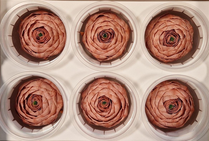 <h4>Ran Pres Pink Dusty</h4>