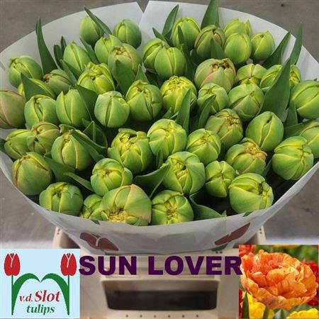 Tu Du Sun Lover