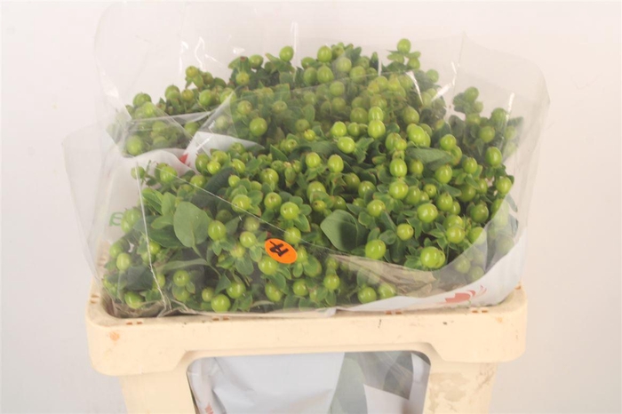 <h4>Hyp Mag Green Power</h4>