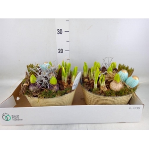 Arr.   Bol/Knolgewas L%