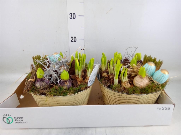 <h4>Arr.   Bol/Knolgewas L%</h4>