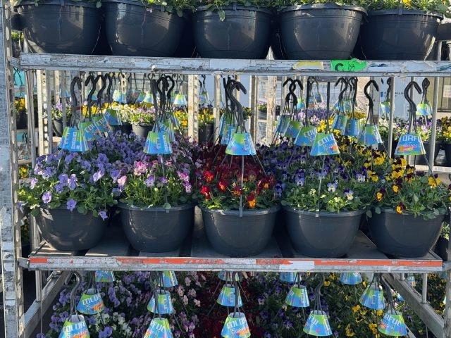 <h4>VIO CO END GEM</h4>