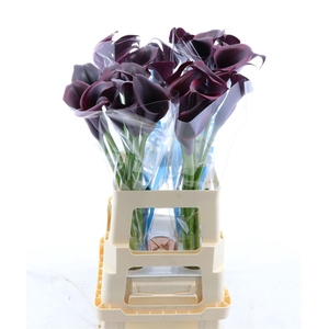 Calla Odessa