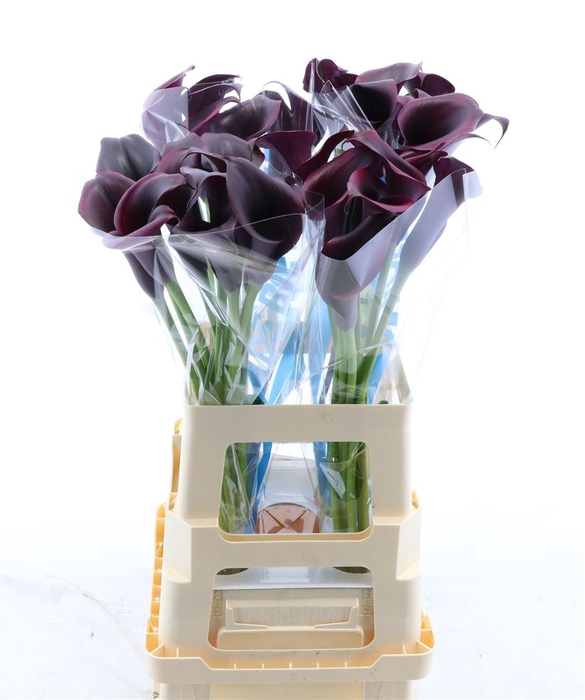 <h4>Calla Odessa</h4>