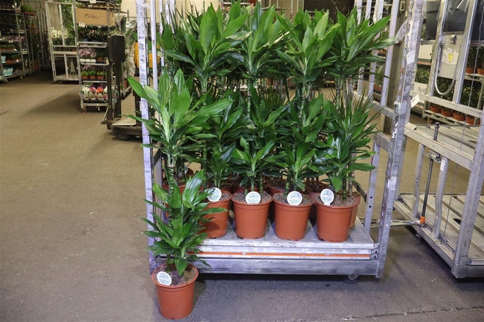 <h4>arr8 Dra De J Lind</h4>