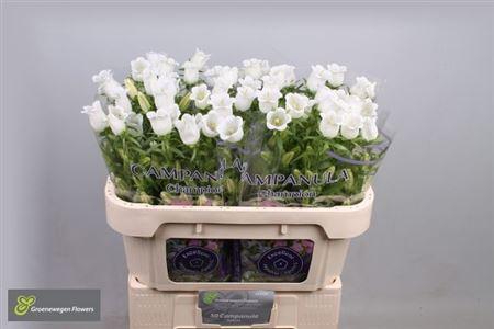 <h4>Campanula M Champion White</h4>