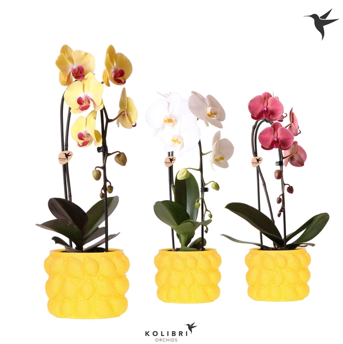 <h4>Kolibri Orchids Cascade Niagara Fall mix 1 spike in Citrus pot yellow</h4>