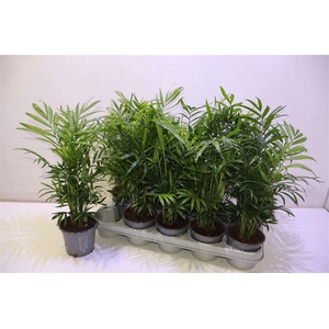 arr8 Chamaed Elegans