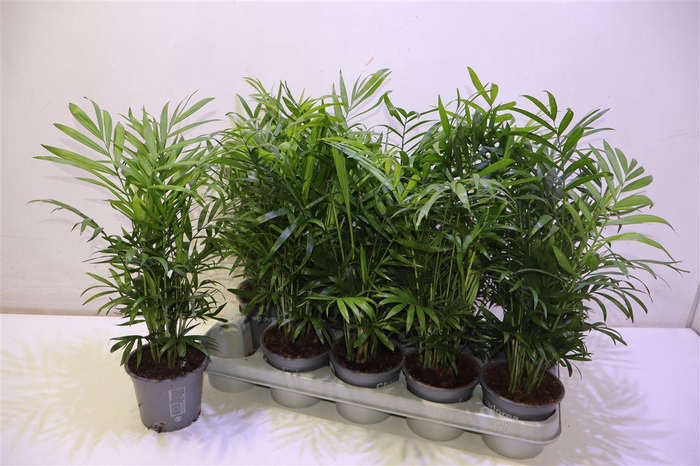 <h4>arr8 Chamaed Elegans</h4>