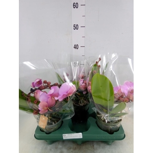 Phalaenopsis  'Muse Pink'