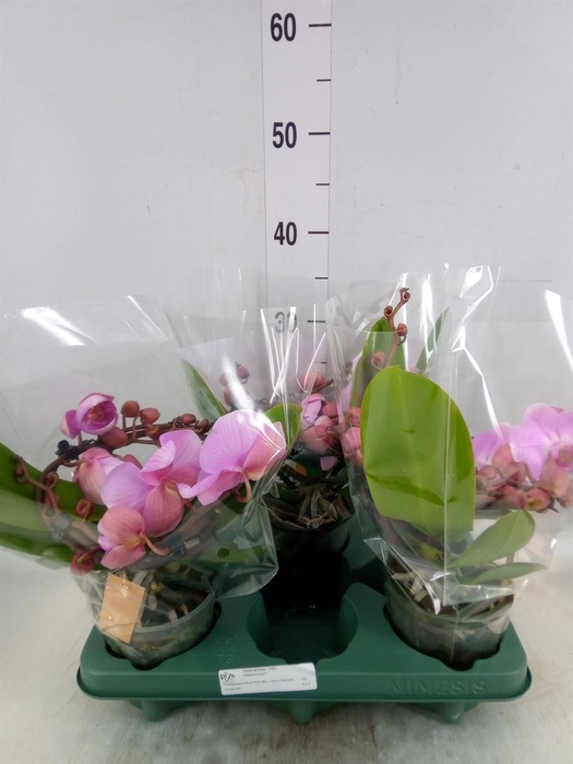 <h4>Phalaenopsis  'Muse Pink'</h4>